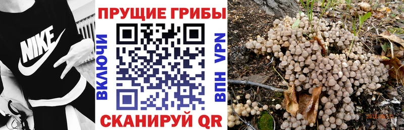 сайты даркнета какой сайт  Балтийск  Псилоцибиновые грибы Cubensis 